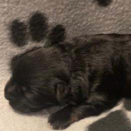 Grace - Black and silver female Miniature Schnauzer puppy in Robstown, Texas from Alves Miniature Schnauzers