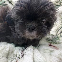 Peter - Black male Shih Tzu puppy in Russellville, Kentucky from The Patriot Tzu