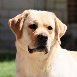 Labrador Retrievers from Paloma Labradors