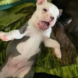 Boston Terrier Puppies from Heather's Boston Babies