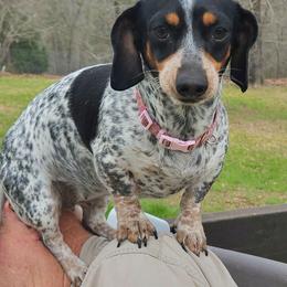 D - Dachshund