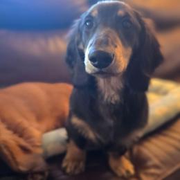 Black and cream - Black and cream male Dachshund puppy in Ethel, Washington from Mickey's Miracle Doxies
