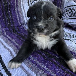 Flinn - Black & white male Australian Shepherd puppy in Quaker City, Ohio from Wagon Wheel Aussies and Corgi’s