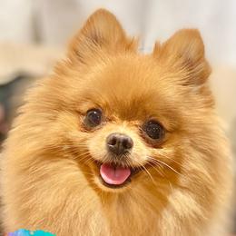 Chai - Pomeranian
