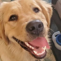 Golden Retrievers from Merrimac's Golden Retrievers