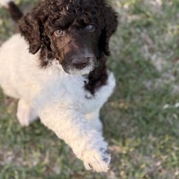 Truffle - Parti male Poodle puppy in Cleveland, Texas from Jolley Poodles