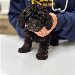 Enzo - Black male Cockapoo puppy in West Point, Mississippi from Golden Paws