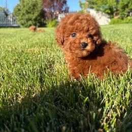 Hermione - Red  female Poodle puppy in Henefer, Utah from Mountain Valley Poodles
