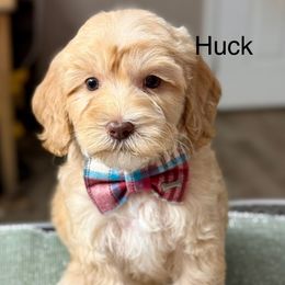 Huck - Caramel male Australian Labradoodle puppy in Anderson, California from Shaggy Doodles
