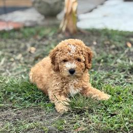 Doohickey - Apricot male Goldendoodle puppy in Paxville, South Carolina from Pack Street Pups