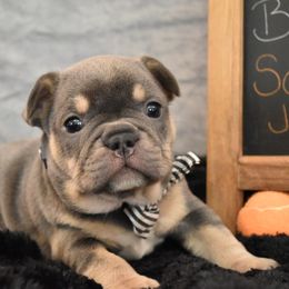 Bulldog and French Bulldog Puppies from Raise The Woof Bulldogs