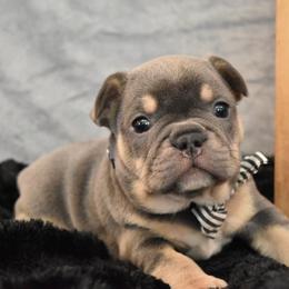 Bulldog and French Bulldog Puppies from Raise The Woof Bulldogs