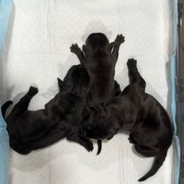 Female 1 - Black female Cane Corso puppy in Cashion, Oklahoma from APEXOK Cane Corsos LLC