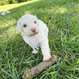 Rico Blue Eyes - Cream male Australian Labradoodle puppy in Wamego, Kansas from Doodles of Oz