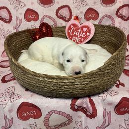 Cinnamon- Long Coat - White and black female Dalmatian puppy in Claremore, Oklahoma from Lotsofdots Dalmatians