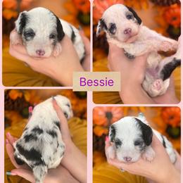 Bessie - Merle female Goldendoodle puppy in Decatur, Tennessee from Diamond's Doodles