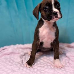 Girl 3 - Brindle female Boxer puppy in Prestonsburg, Kentucky from Bre’s Boxers