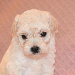 Poodle Puppies from Misioh Poodles