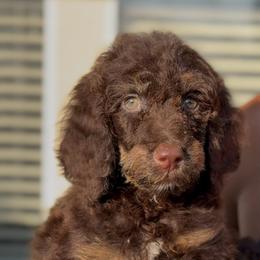 Summer Oak - Brown male Poodle puppy in Corona, California from Garden Of Poodles