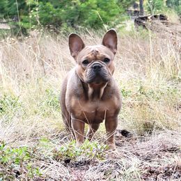 Addie - French Bulldog