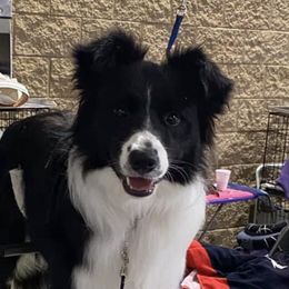 Border Collie All Grown Up from Maggie's Collies