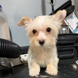 Strawberry - Gold male Yorkshire Terrier puppy in Knoxville, Tennessee from Little Yorkie Company