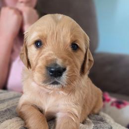 Annie - Golden female Golden Retriever puppy in Lebanon, Oregon from SnowPeakPaws