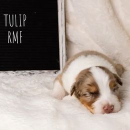 Girl 3 - female Australian Shepherd puppy in Markleville, Indiana from Take Five Aussies