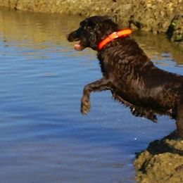 Labrador Retrievers from Sandra Stembridge's Labrador Retrievers