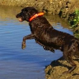 Labrador Retrievers from Sandra Stembridge's Labrador Retrievers