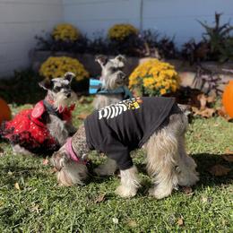 Miniature Schnauzer Puppies from Amanda Tragash