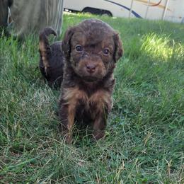 Leia - Red phantom female Aussiedoodle puppy in Cumberland, Rhode Island from W Doodle Crew