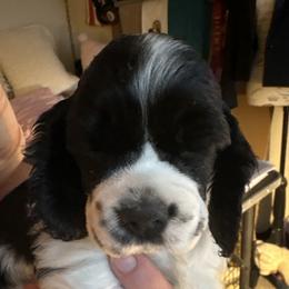 Charlie - Black and white male Cocker Spaniel puppy in El Paso, Texas from Lakota Cockers