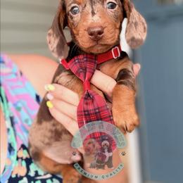 Sprüngli - Dapple male Dachshund puppy in Marion, Ohio from Doodles & Doxies