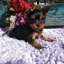 Shih Tzu and Yorkshire Terrier Puppies from Silver Bells Paw Prints