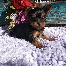 Shih Tzu and Yorkshire Terrier Puppies from Silver Bells Paw Prints