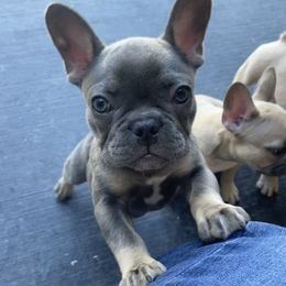 French Bulldog Puppies from Blue Lotus Frenchies