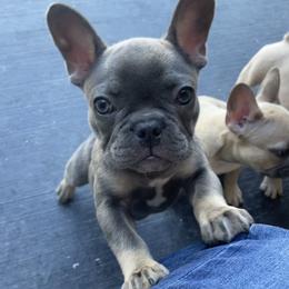 French Bulldog Puppies from Blue Lotus Frenchies
