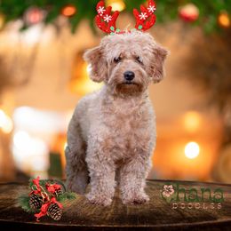 Goldendoodle puppies from Ohana Doodles