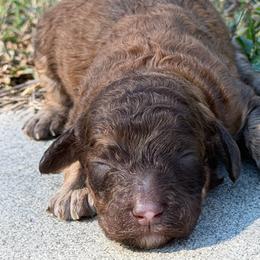Maple - Brindle female Poodle puppy in Troy, Alabama from Redmond Rose Kennel