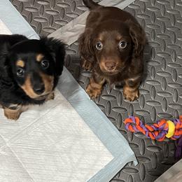 Belgian Malinois, Dachshund, and Dutch Shepherd Puppies from Paws Laws k9