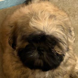 Shih Tzu Puppies from Shih-tzu Dynasty