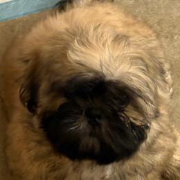 Shih Tzu Puppies from Shih-tzu Dynasty