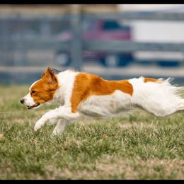 Labrador Retrievers and Nederlandse Kooikerhondjes from Three Oaks Farm