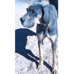 Milah - Great Dane