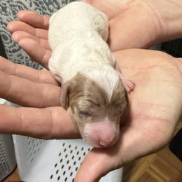 Boy 2 - Dapple male Dachshund puppy in Winchester, Kentucky from Morton’s Teenie Weenies