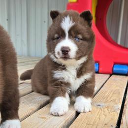 Michigan(Winnie) - Brown and white female Siberian Husky puppy in Addison, Michigan from Gray Run Siberian Huskies