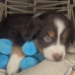 Roy - Red tri male Miniature Australian Shepherd puppy in Lincoln, California from Elegant Aussies