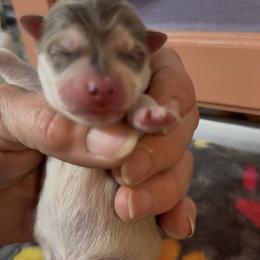 Chardonnay - Merle female Pomsky puppy in Spring Hill, Florida from PDQ Pomskies