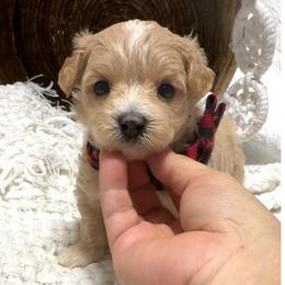 Enzo - Apricot male Maltipoo puppy in Spring, Texas from GlamPaw Maltipoos